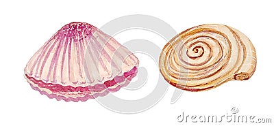 Ð¡ute watercolor purple isolated shell. Illustration with shells on a white background for shops travel agencies Cartoon Illustration